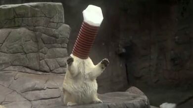 ¡Este cachorro de oso polar 'caza' por un tubo!