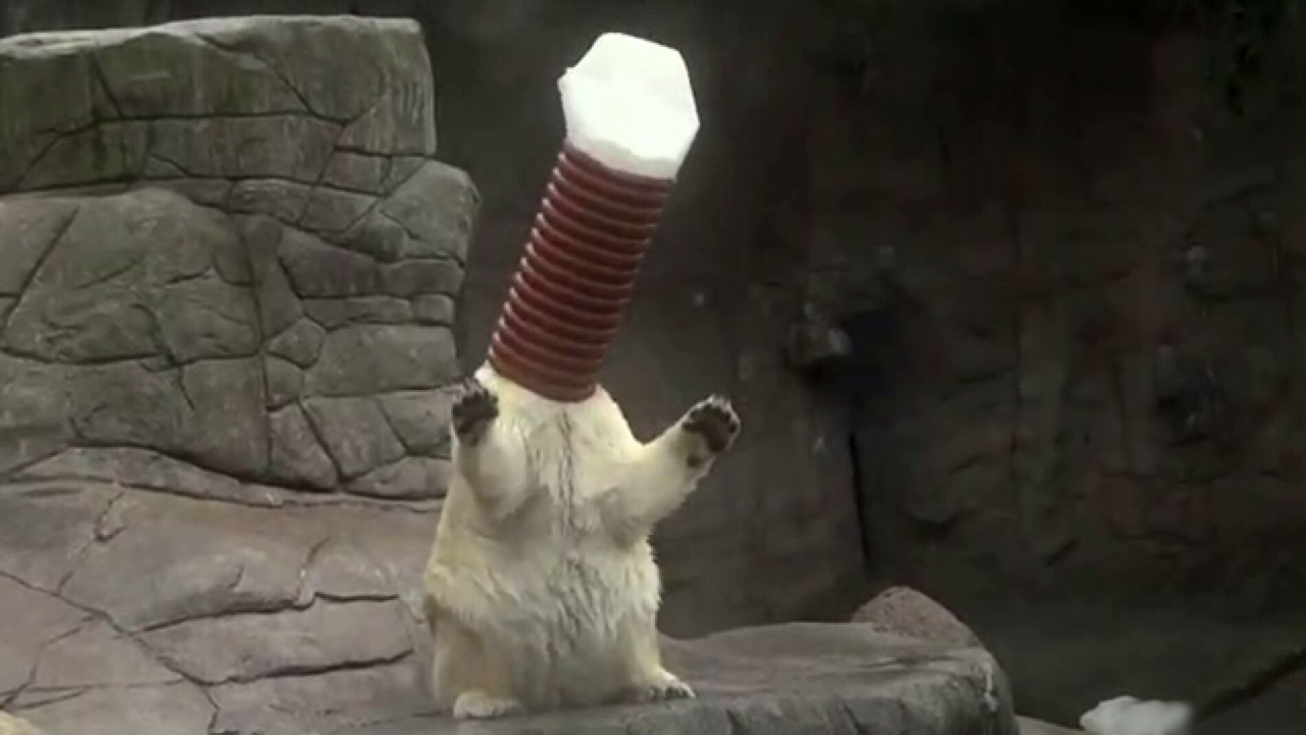 Oso polar con difucultades