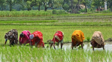 Varias mujeres en un campo de arroz en la India