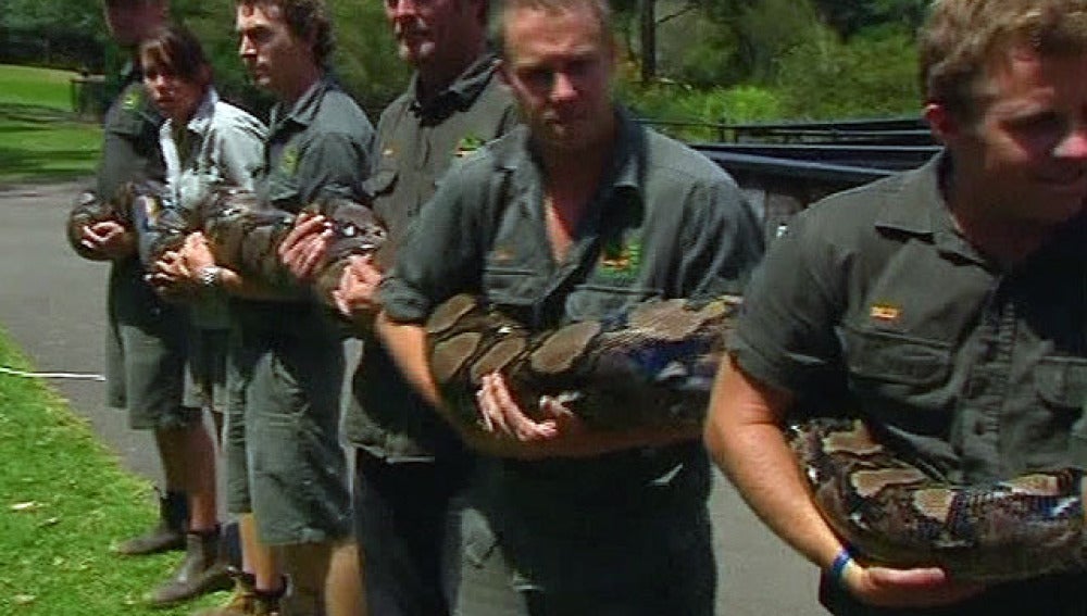 Varios cuidadores levantan a una pitón en el zoo australiano de Gosford