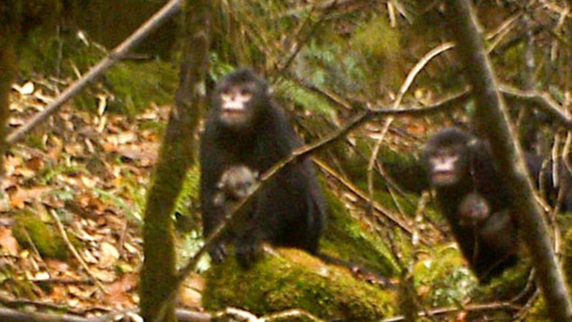 Las hembras junto a sus cr&iacute;as