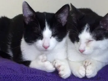 Dos gatos polidáctiles Dos gatos polidáctiles