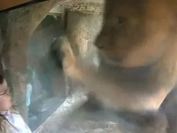 Un león patalea el cristal de seguridad Un león patalea el cristal de seguridad