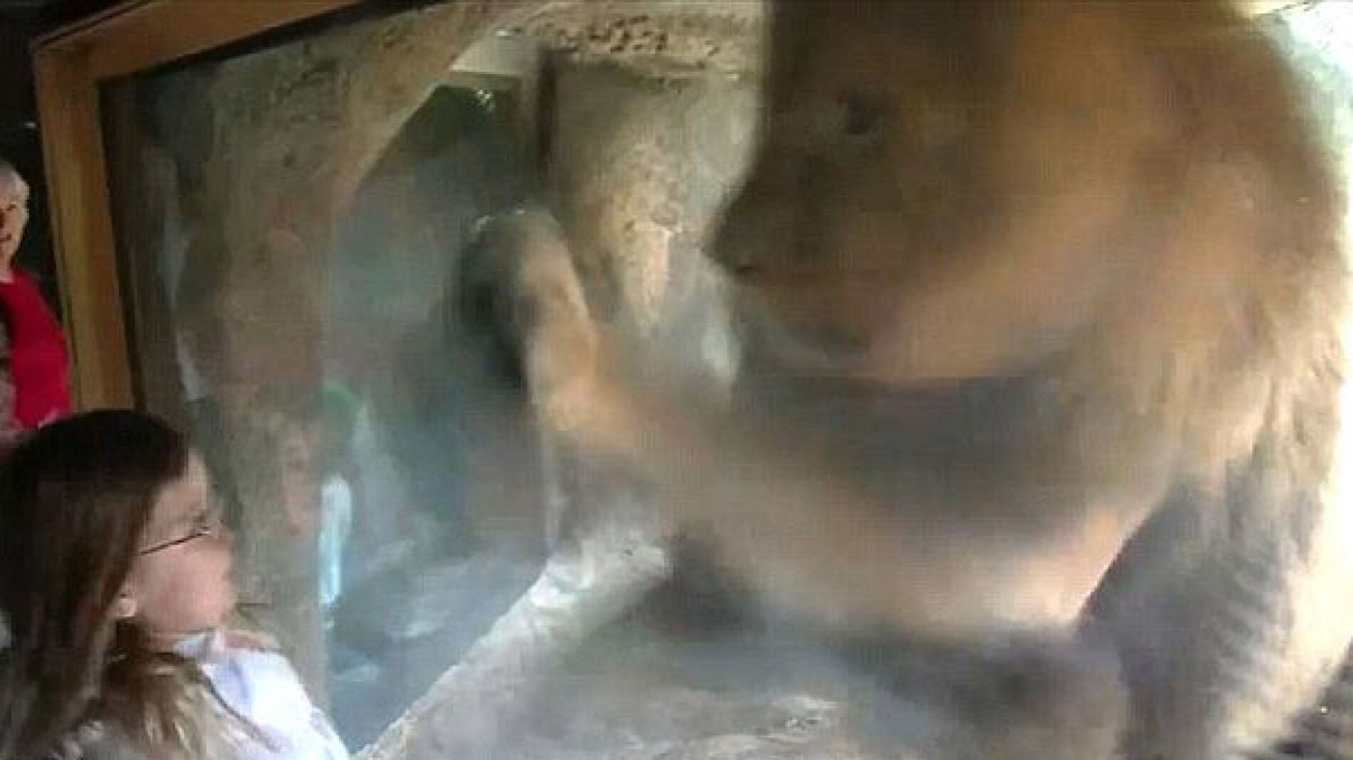 Un le&oacute;n patalea el cristal de seguridad