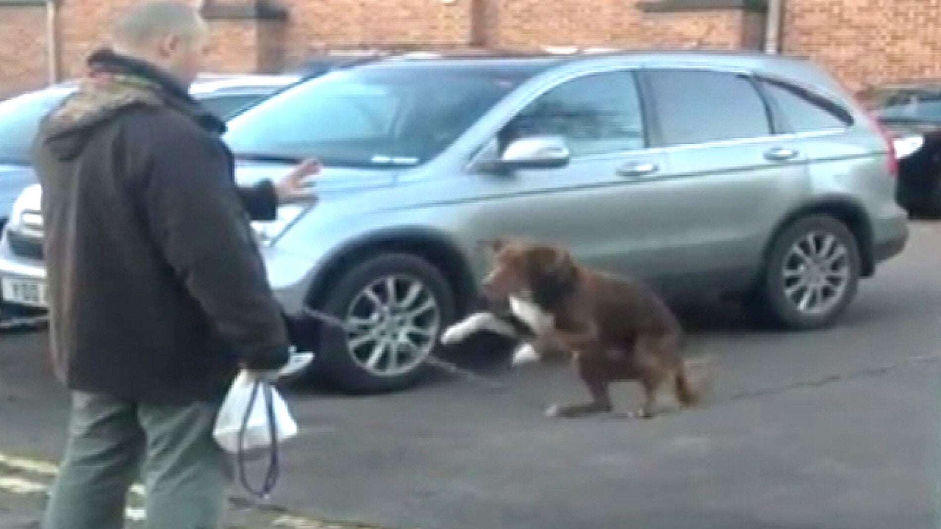 Un perro hace acrobacias en un aparcamiento
