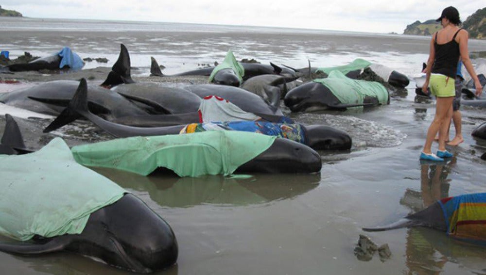 Ballenas varadas en Nueva Zelanda