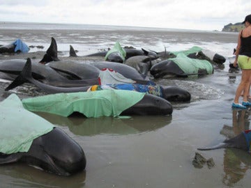 Ballenas varadas en Nueva Zelanda