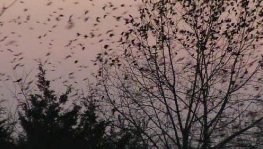 Invasión de pájaros en Kentucky