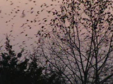 Invasi&oacute;n de p&aacute;jaros en Kentucky
