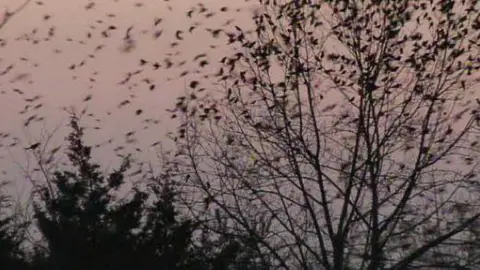 Invasión de pájaros en Kentucky Invasión de pájaros en Kentucky