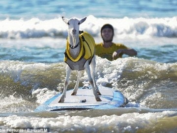Goatee, la cabra surfista