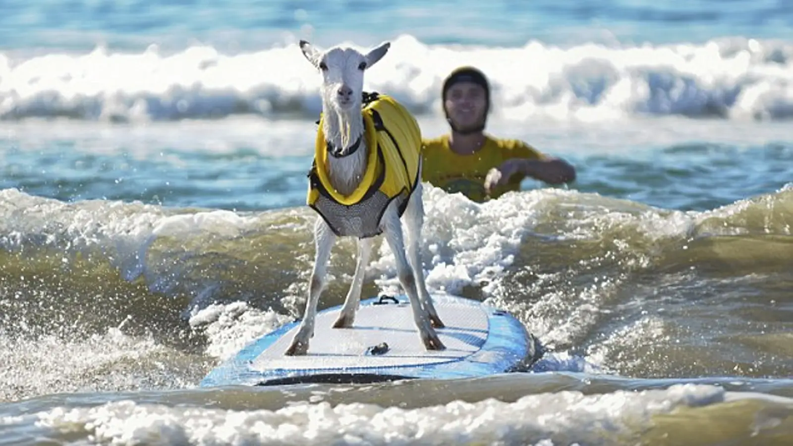 La cabra surfista triunfa en youtube