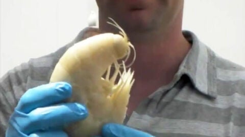 Descubren una gamba gigante de 38 cent&iacute;metros