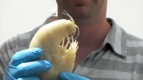 Descubren una gamba gigante de 38 centímetros Descubren una gamba gigante de 38 centímetros