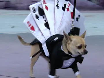 Desfile canino en Las Palmas Desfile canino en Las Palmas