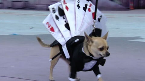 Desfile canino en Las Palmas