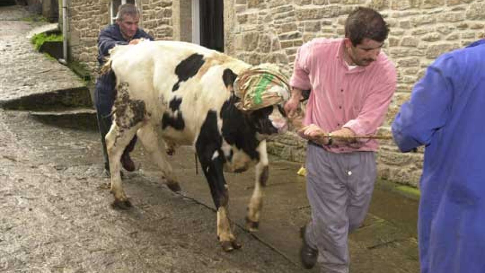 El mal de las vacas locas