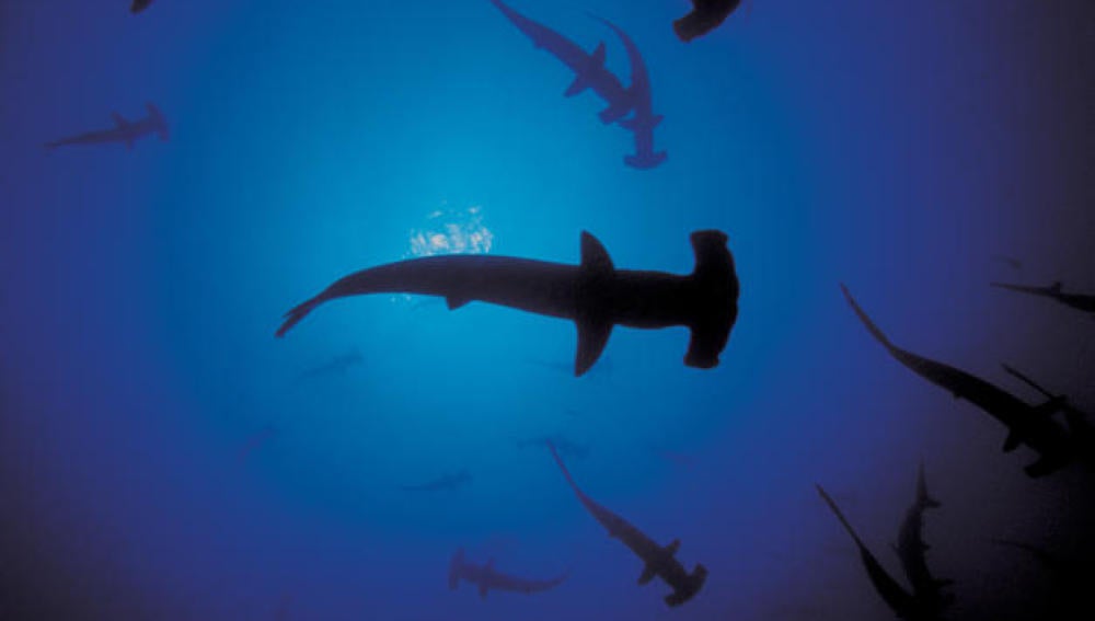 Tiburones
