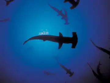 Tiburones Tiburones