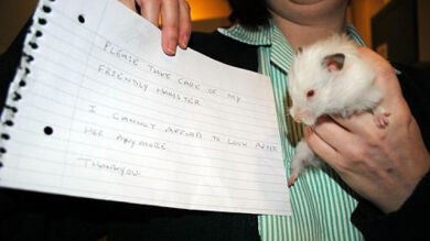 Snowball, el hamster que fue abandonado en las gélidas calles de Londres
