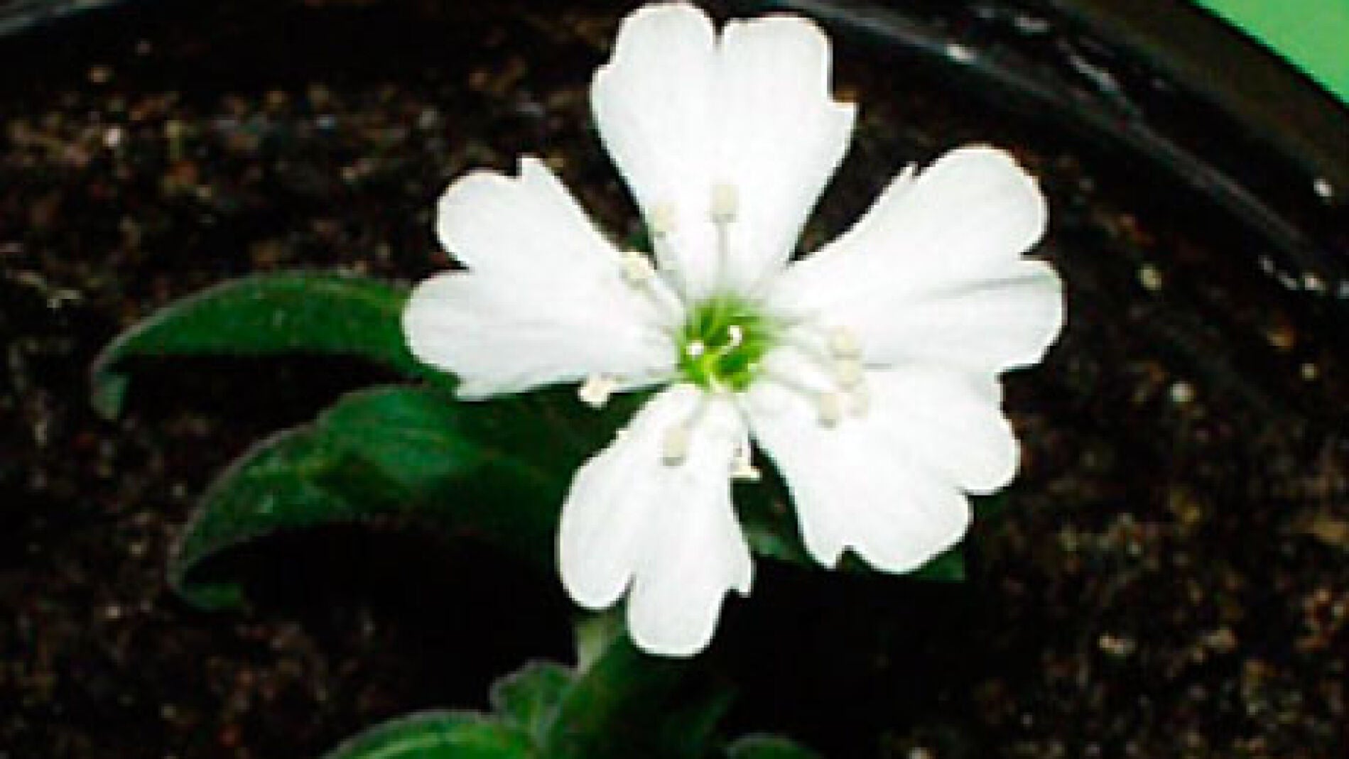 Silene Stenophylia