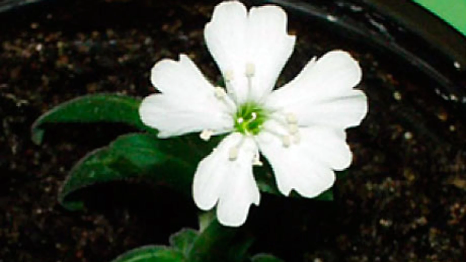 Silene Stenophylia Silene Stenophylia