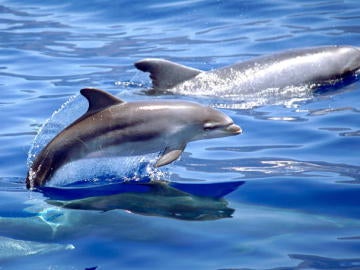 Delfines Delfines