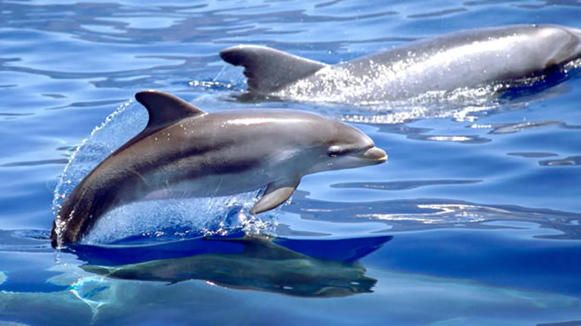 Delfines Delfines