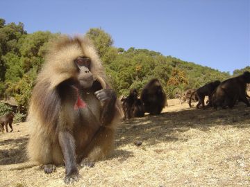 Geladas en Etiopia