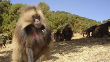 Geladas en Etiopia