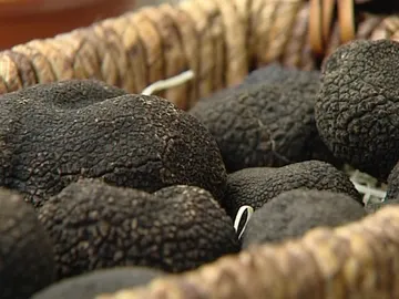 Trufas negras Trufas negras