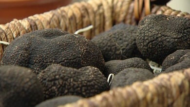 La escasez de lluvias dispara el precio de la trufa negra
