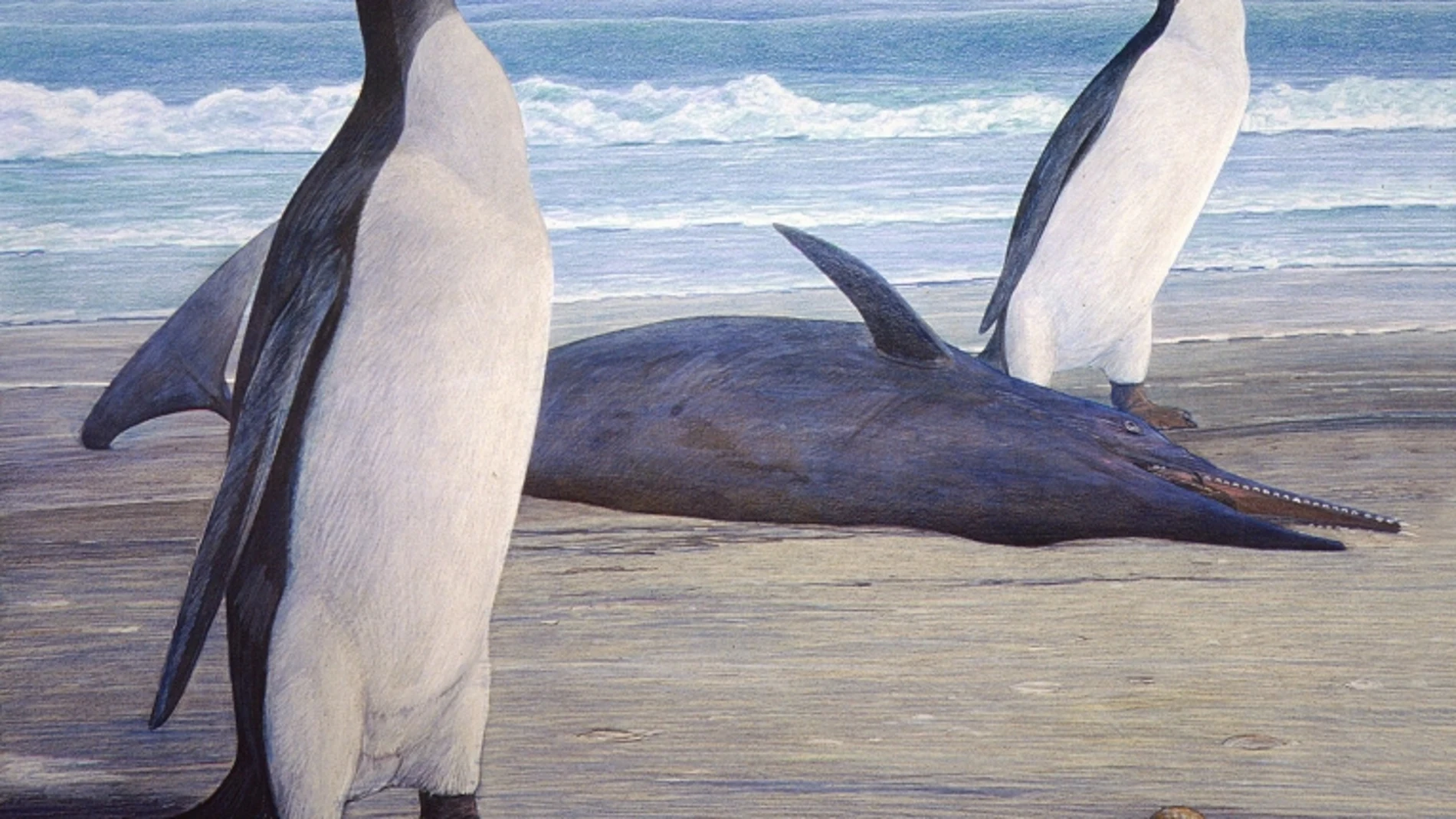 Reconstruyen el fósil de un pingüino prehistórico gigante Reconstruyen el fósil de un pingüino prehistórico gigante