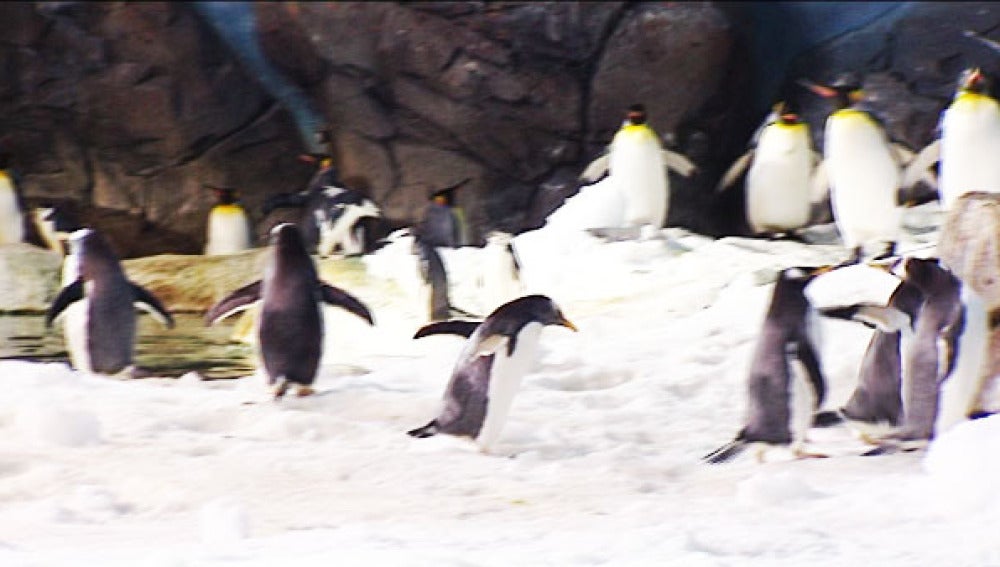 Los pinguinos 