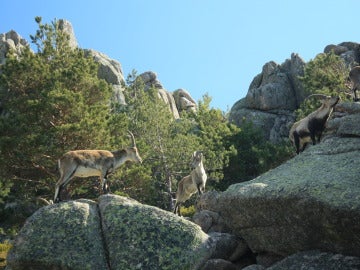 Cabras montesas en la Pedriza