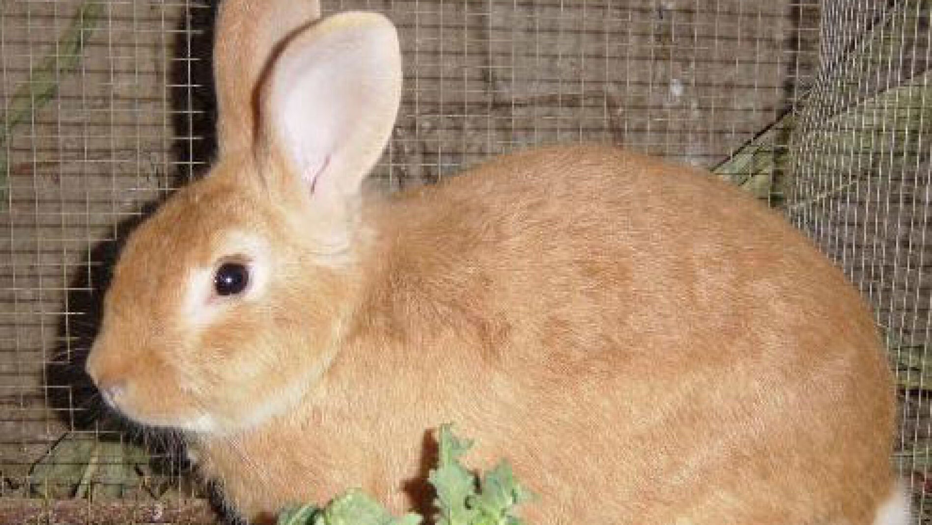 Un conejo com&uacute;n