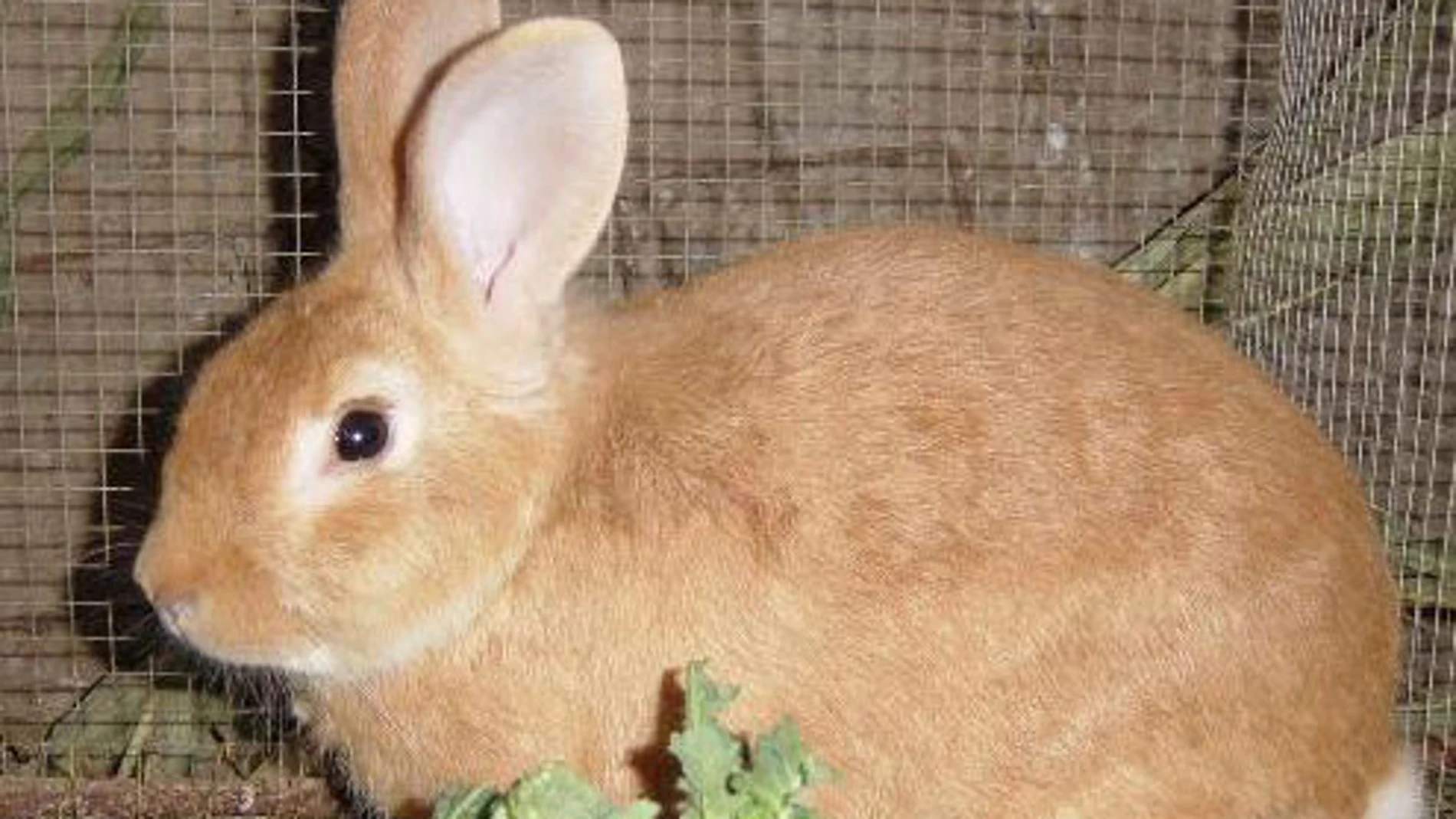 Un conejo común Un conejo común