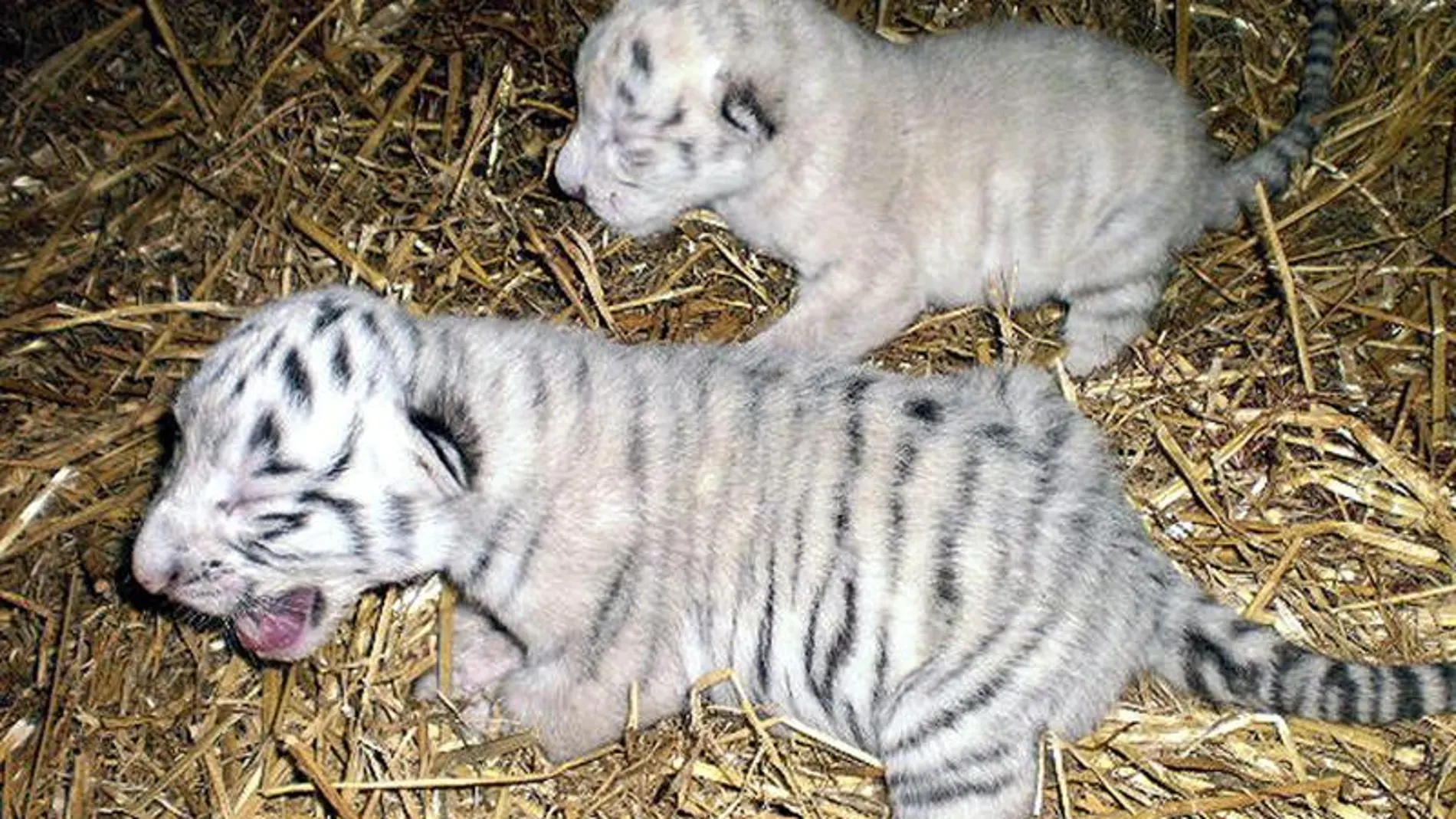 Tigres Blancos Tigres Blancos