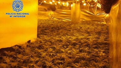 Hallan 2.000 plantas de marihuana en un invernadero de Málaga