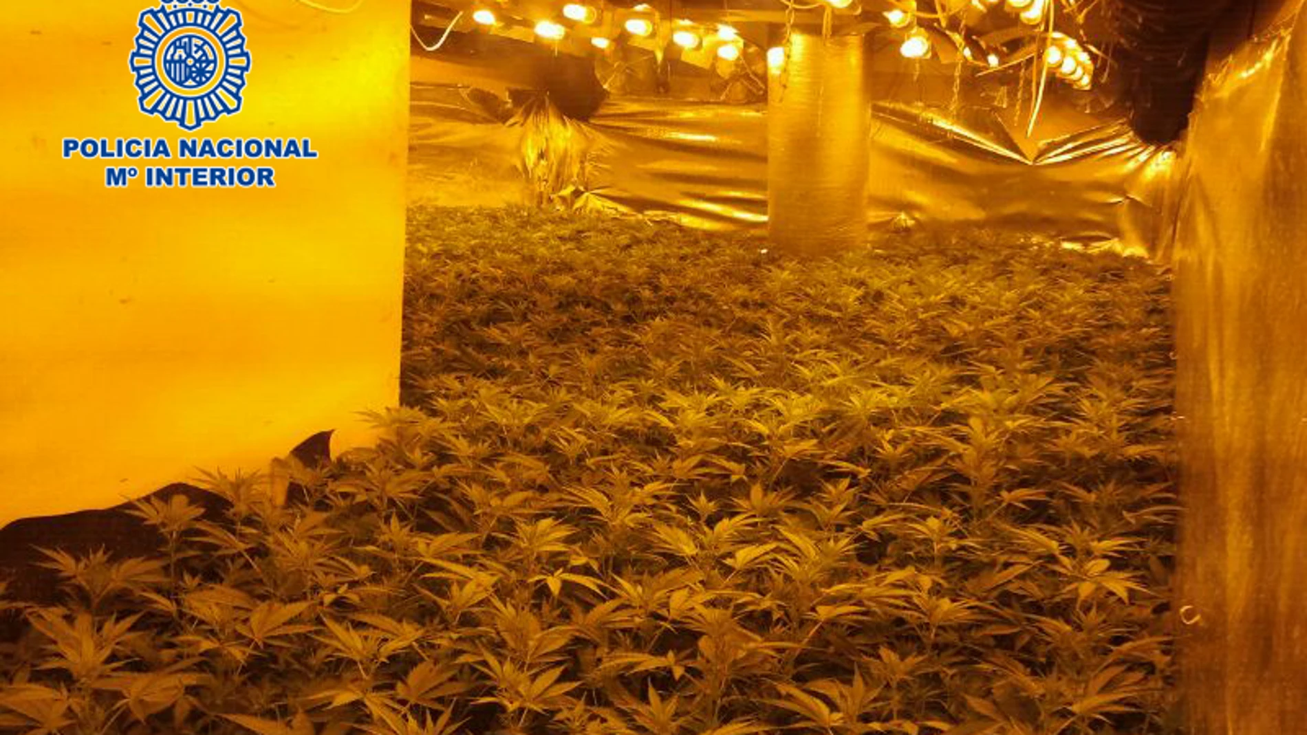 invernadero de marihuana(foto de archivo) invernadero de marihuana(foto de archivo)