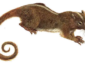 Mamíferos roedores multituberculados Mamíferos roedores multituberculados
