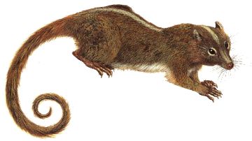 Mamíferos roedores multituberculados