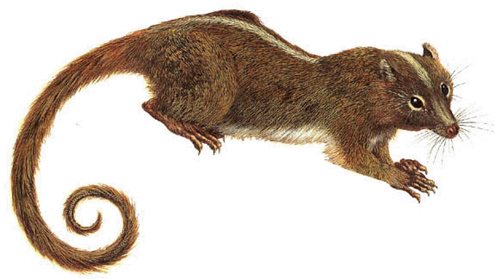 Mamíferos roedores multituberculados Mamíferos roedores multituberculados