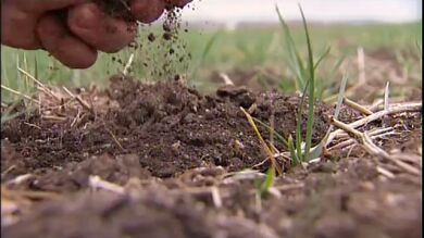 Los agricultores calculan pérdidas millonarias por la sequía