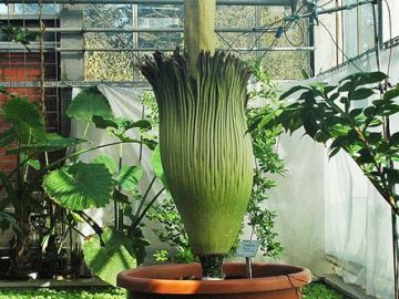 La flor más grande del mundo