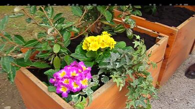 Las Prímulas, las reinas de la primavera