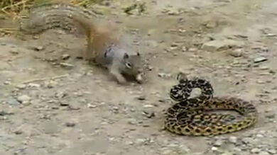 Espectacular pelea entre una ardilla y una serpiente
