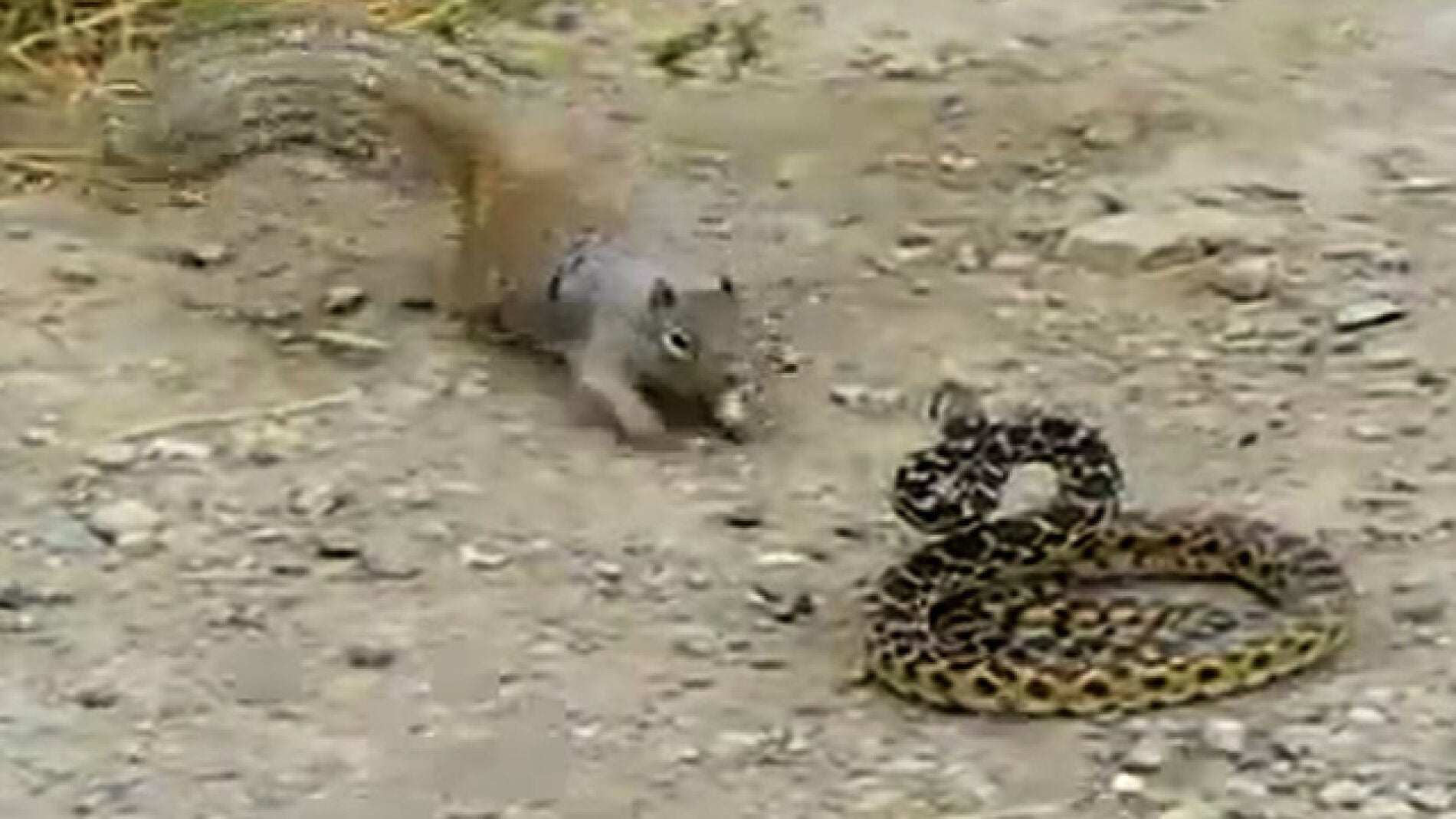Una ardilla se enfrenta a una serpiente