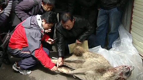 Miedo a los lobos en China