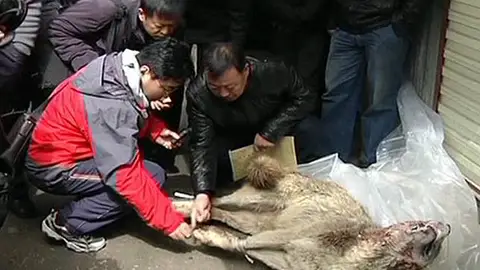 Miedo a los lobos en China Miedo a los lobos en China